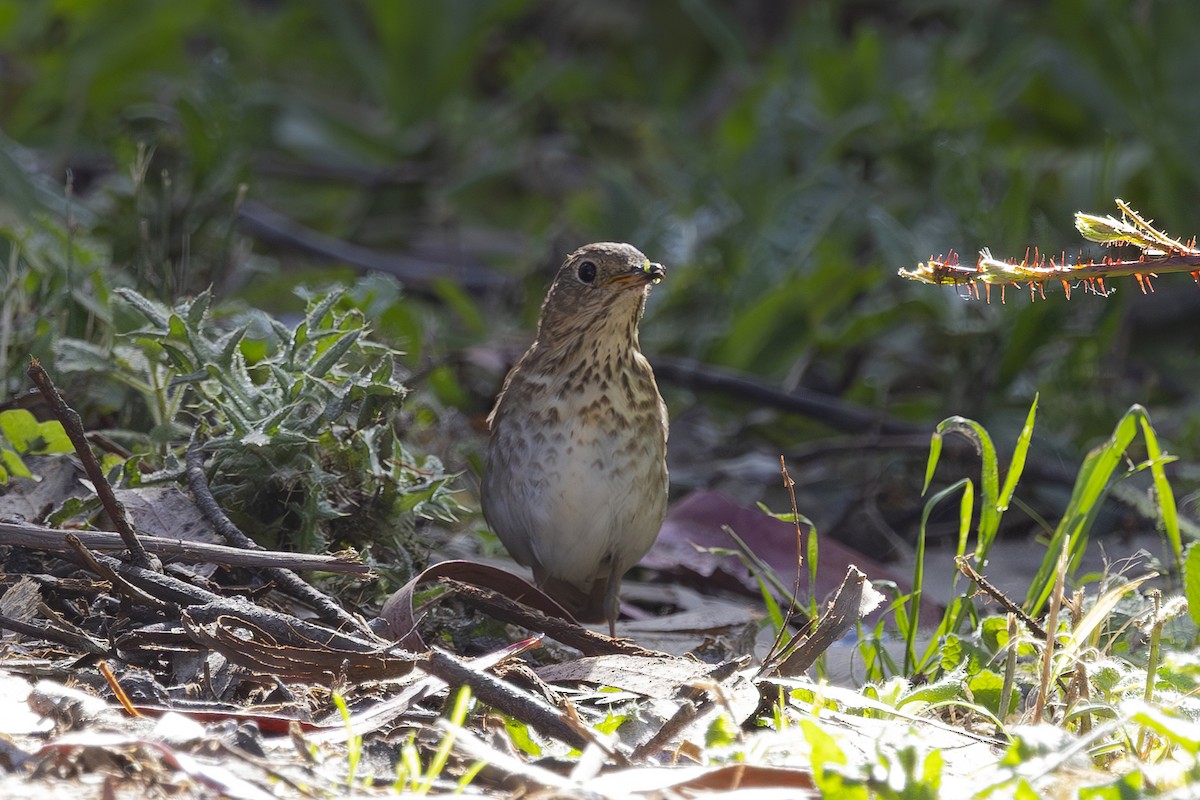 Swainson's Thrush - ML620464534