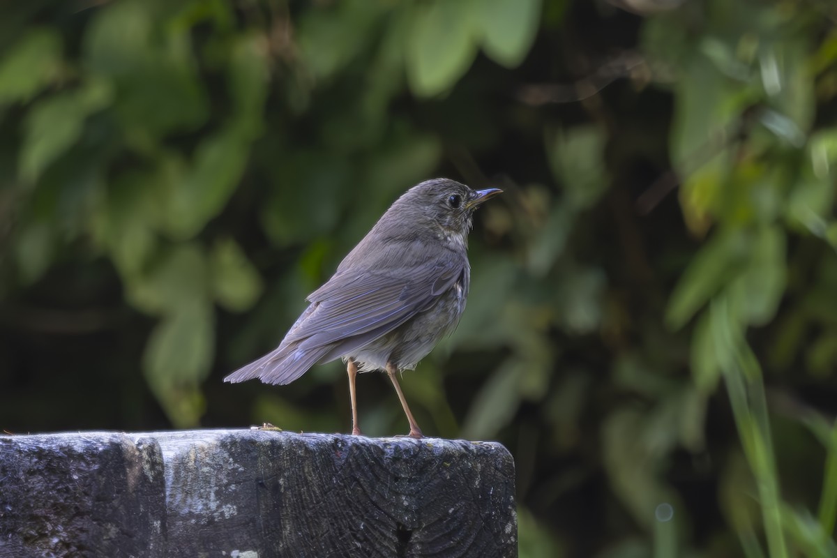 Swainson's Thrush - ML620464535