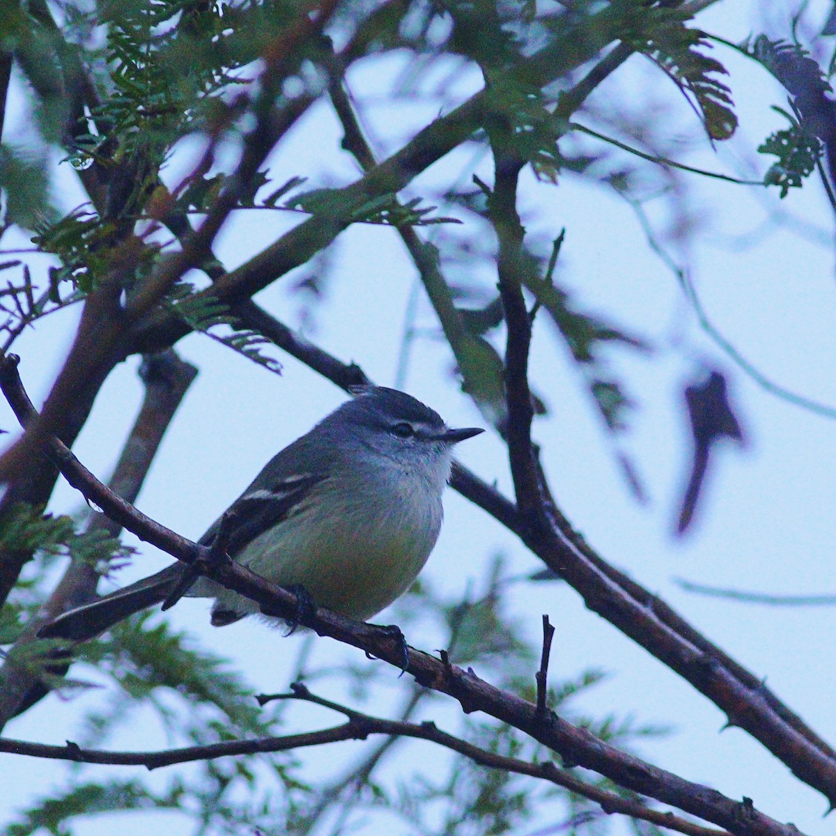 White-crested Tyrannulet - ML620464537