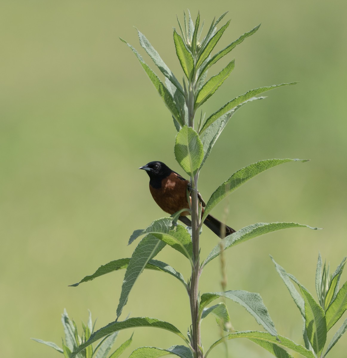 Orchard Oriole - ML620464540