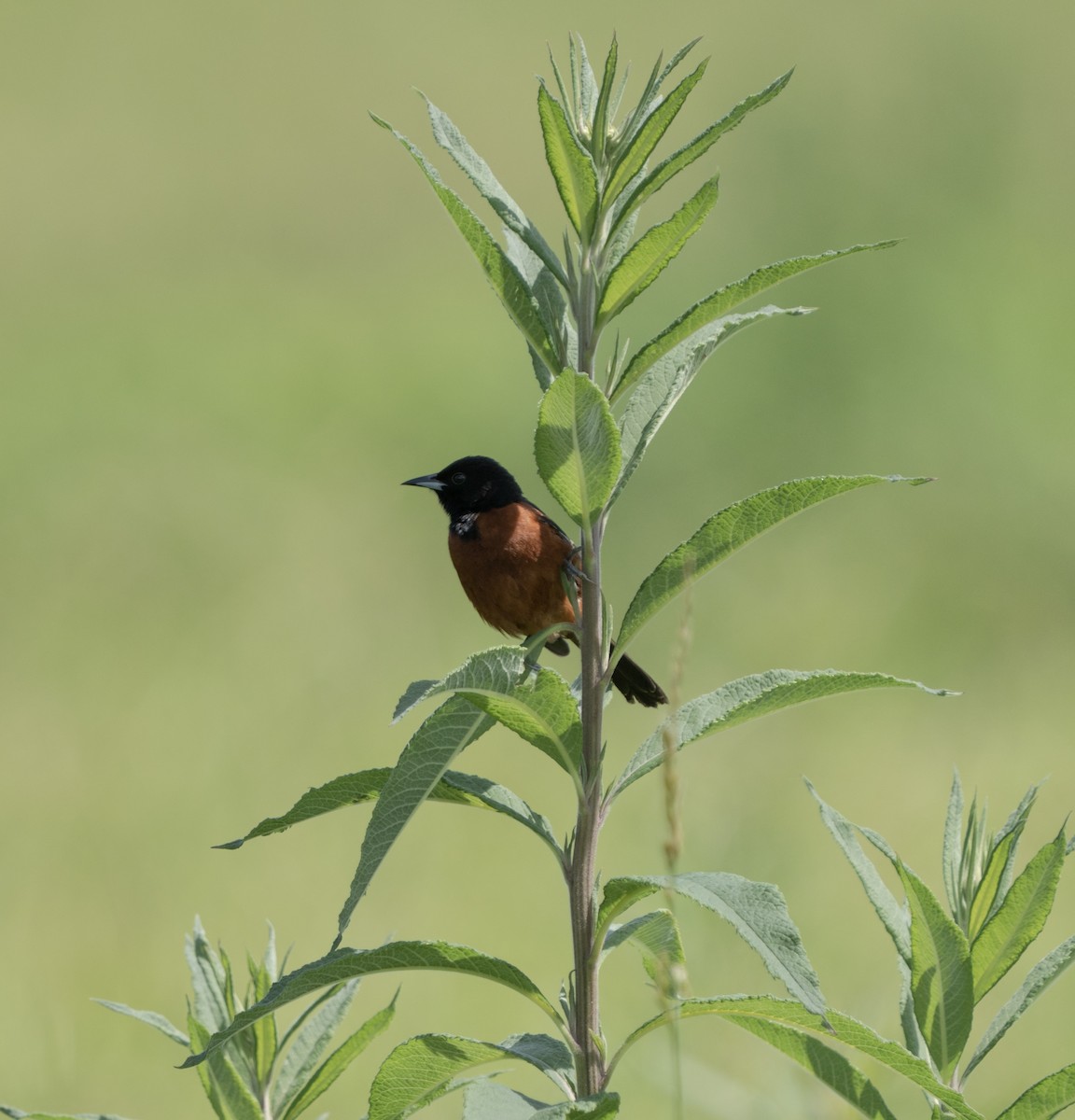 Orchard Oriole - ML620464541