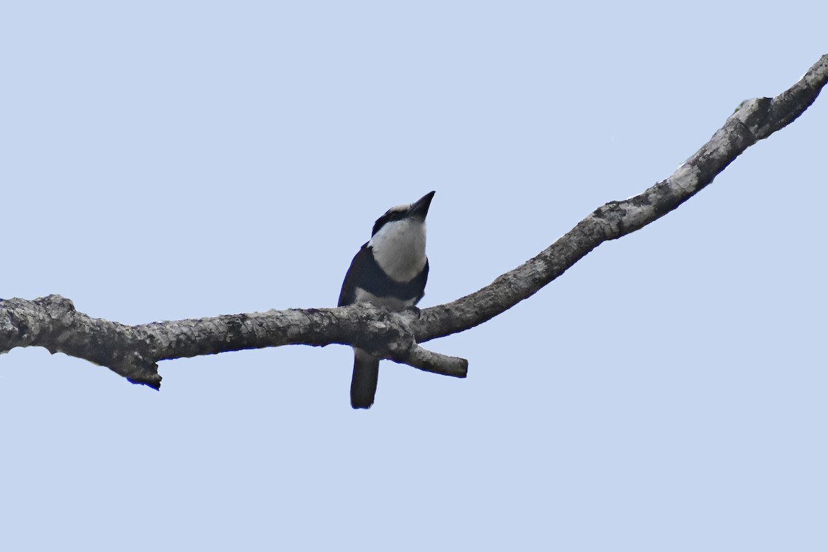 White-necked Puffbird - ML620464543