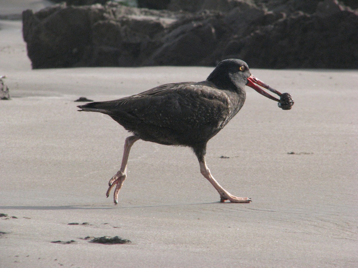 Blackish Oystercatcher - ML620464544