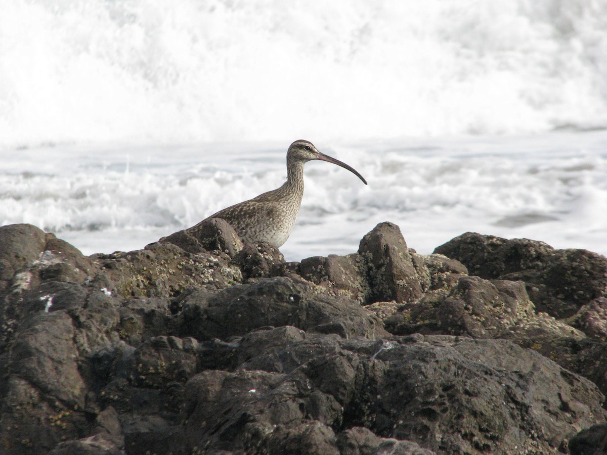 Whimbrel - ML620464546