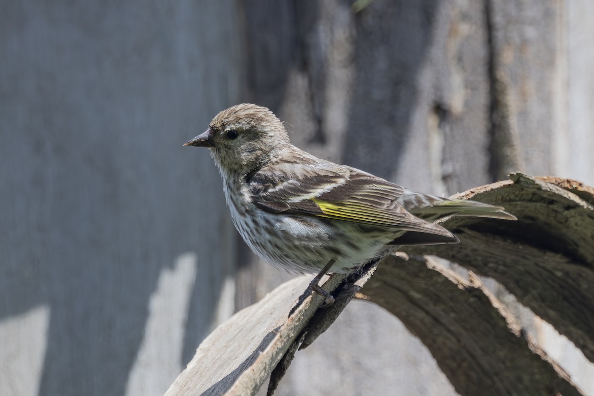 Pine Siskin - ML620464547