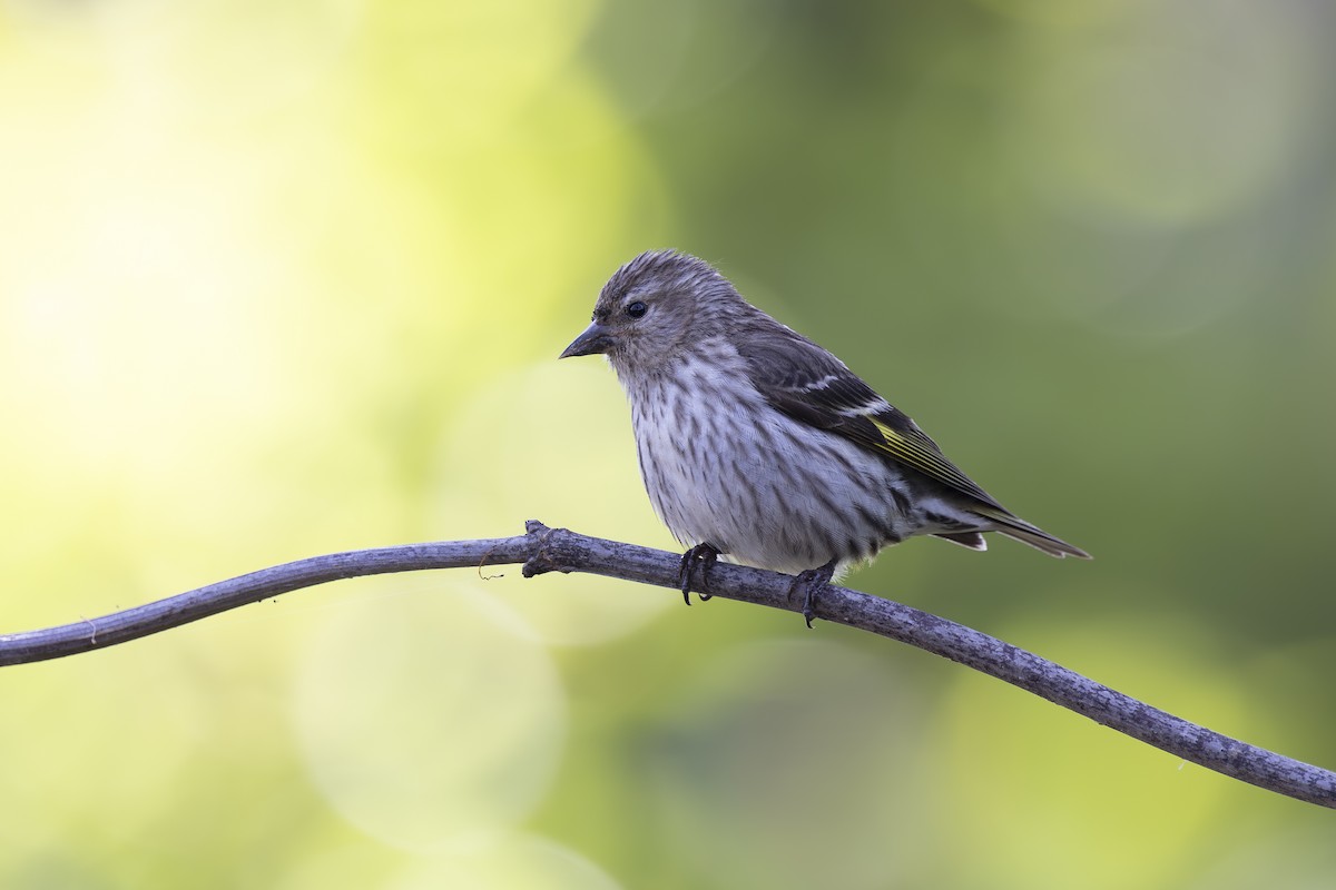 Pine Siskin - ML620464549