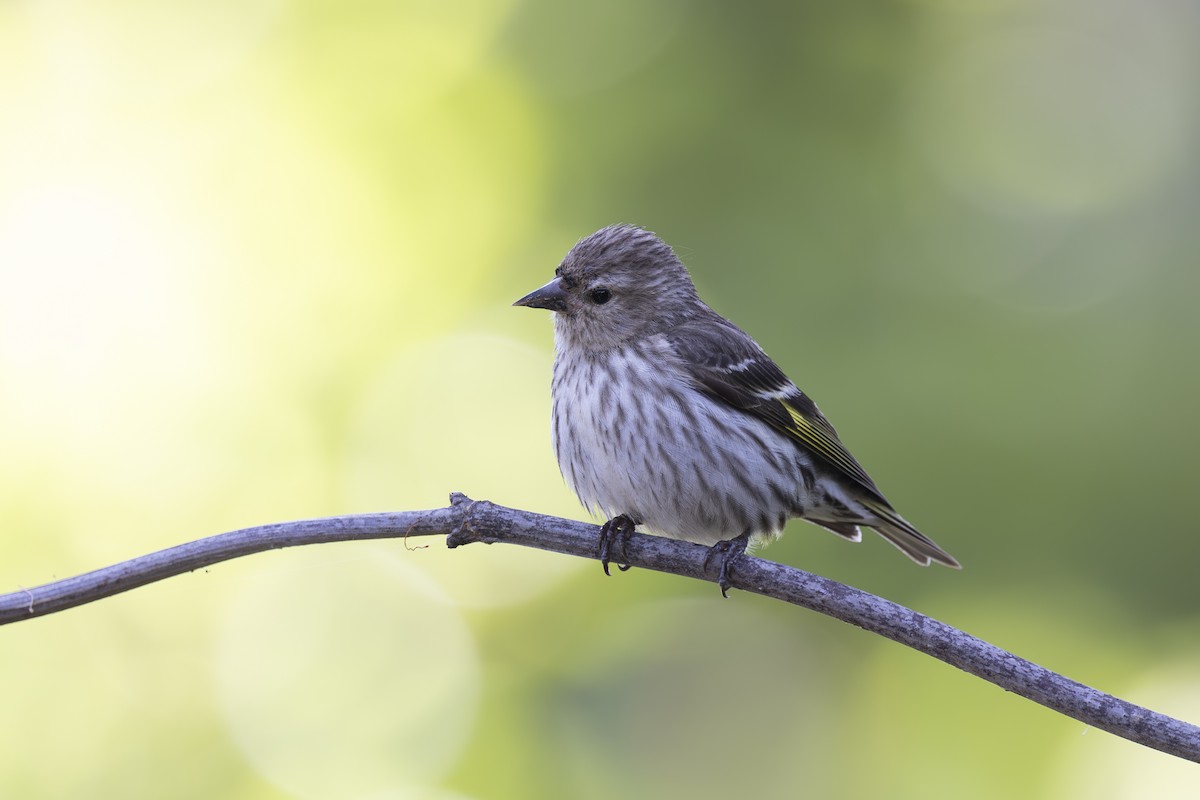 Pine Siskin - ML620464550