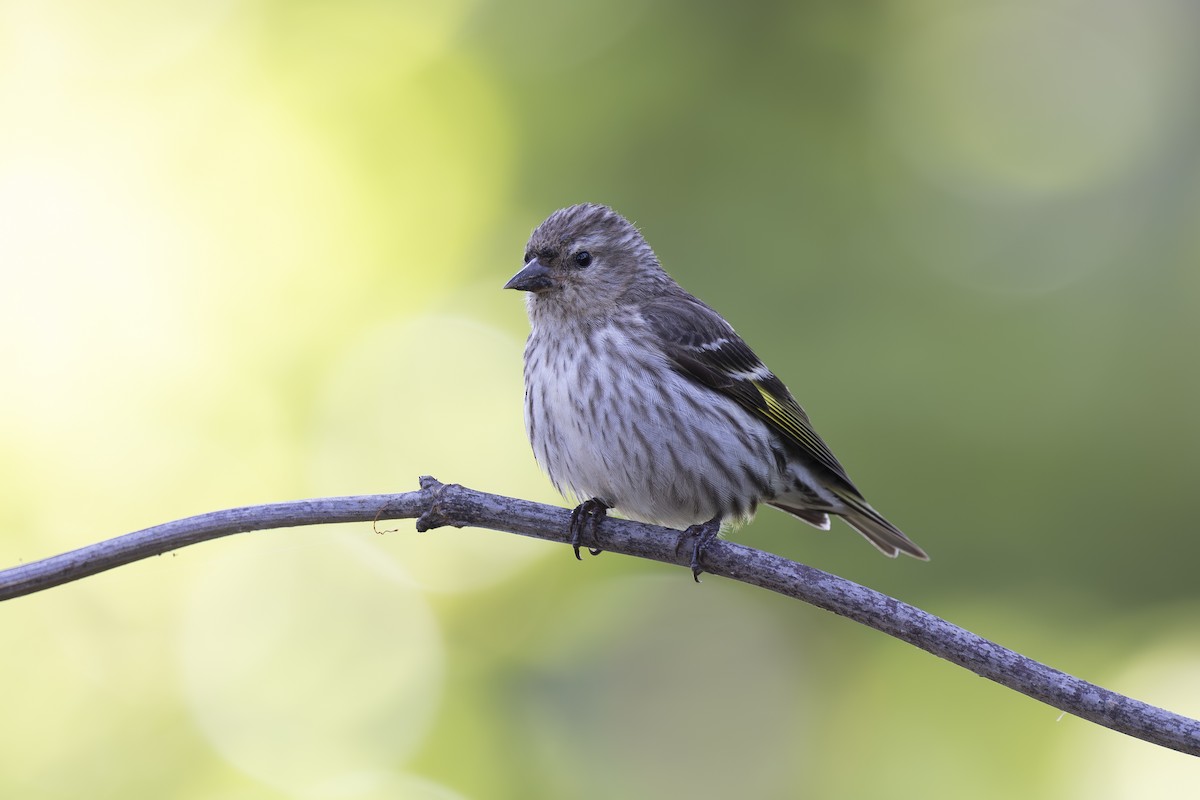 Pine Siskin - ML620464551