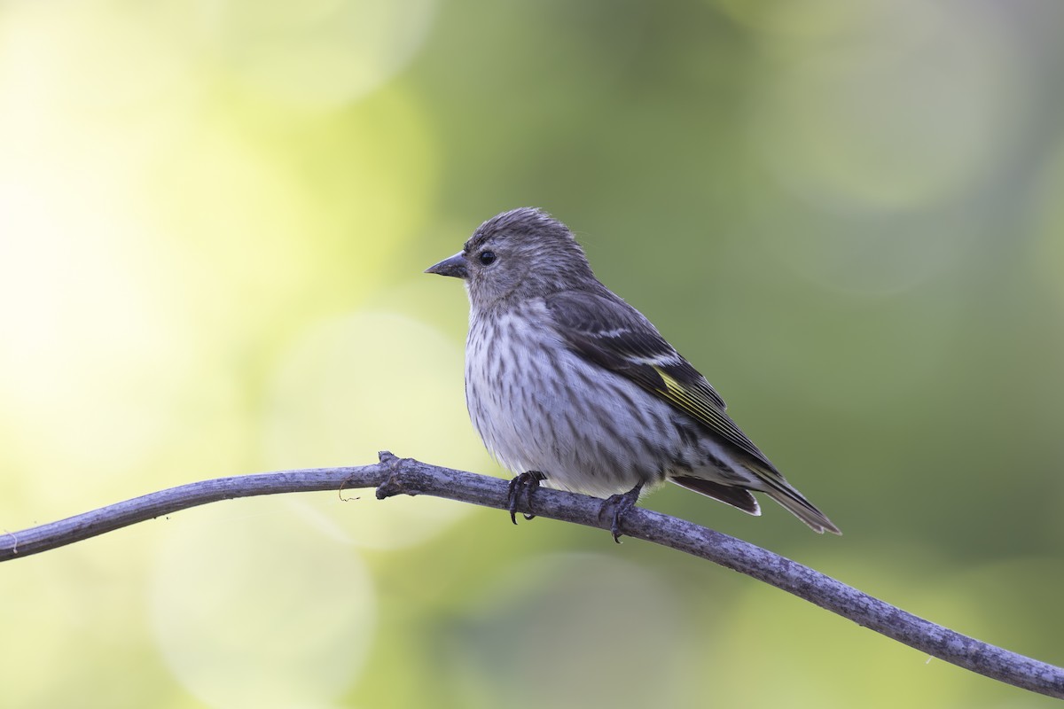 Pine Siskin - ML620464552