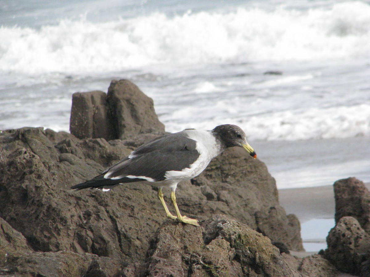 Belcher's Gull - ML620464556