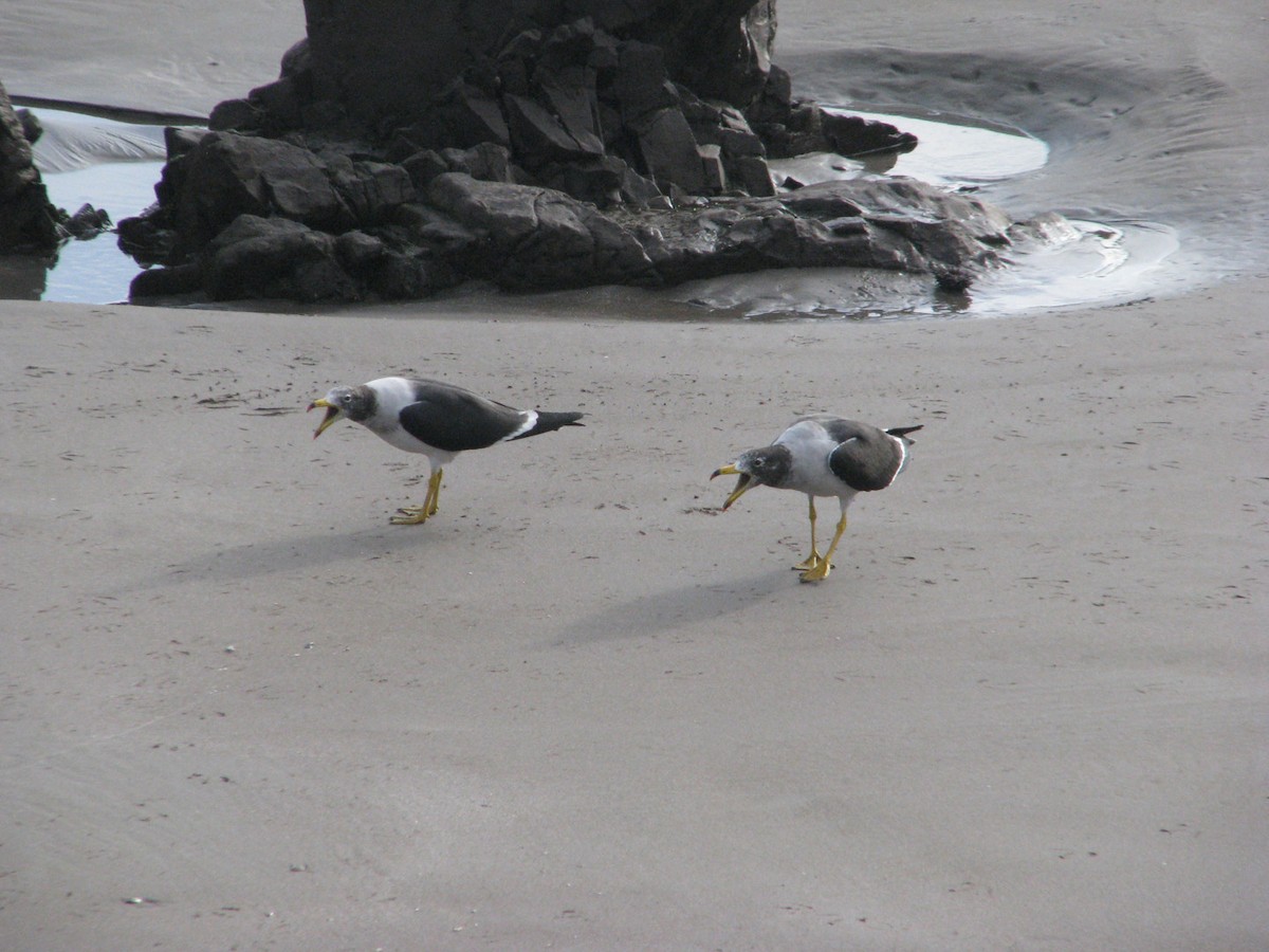 Belcher's Gull - ML620464557