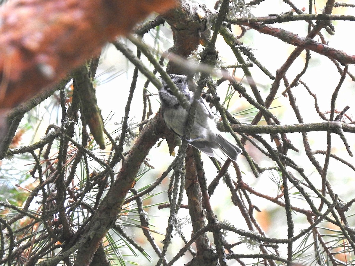 Crested Tit - ML620464558