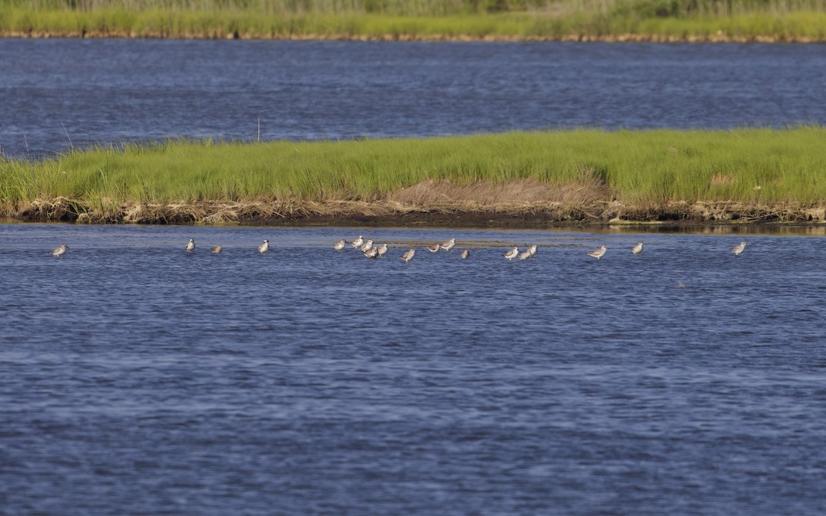 Red Knot - ML620464560