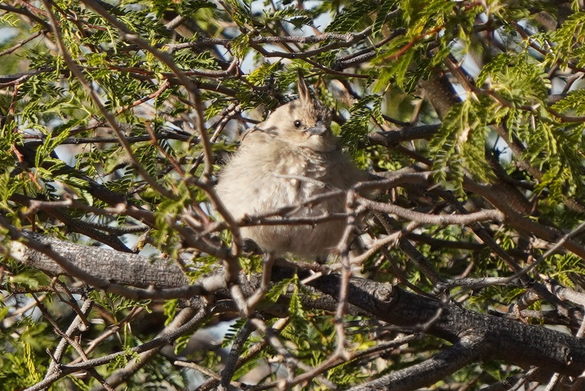 Chirruping Wedgebill - ML620464563