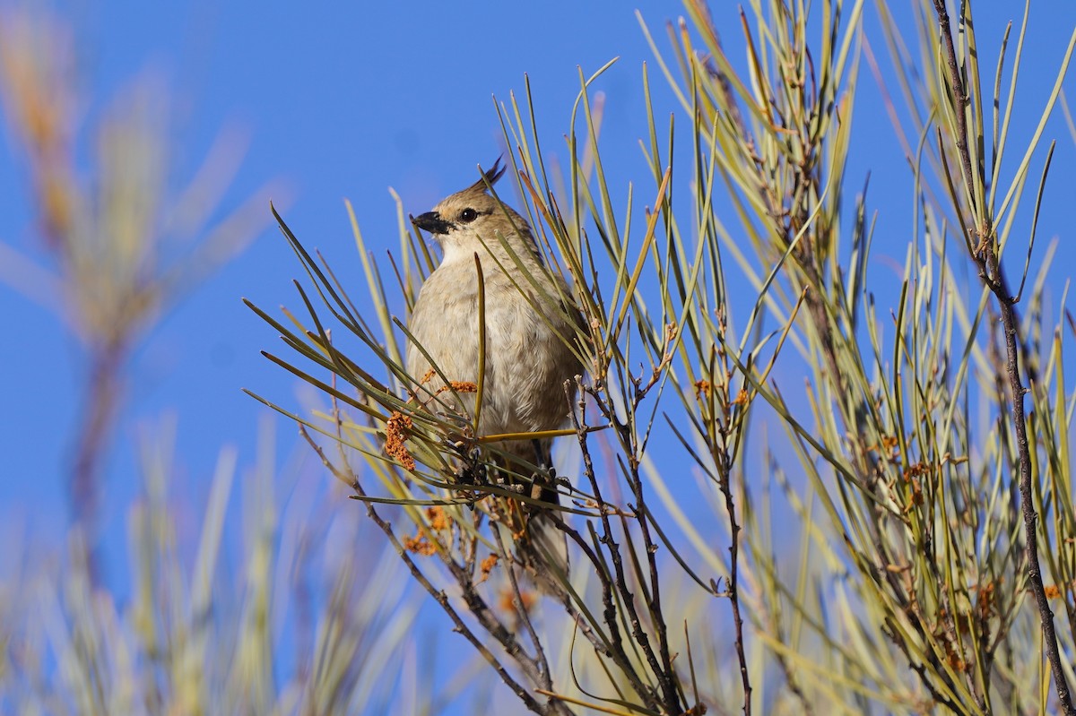 Chirruping Wedgebill - ML620464564