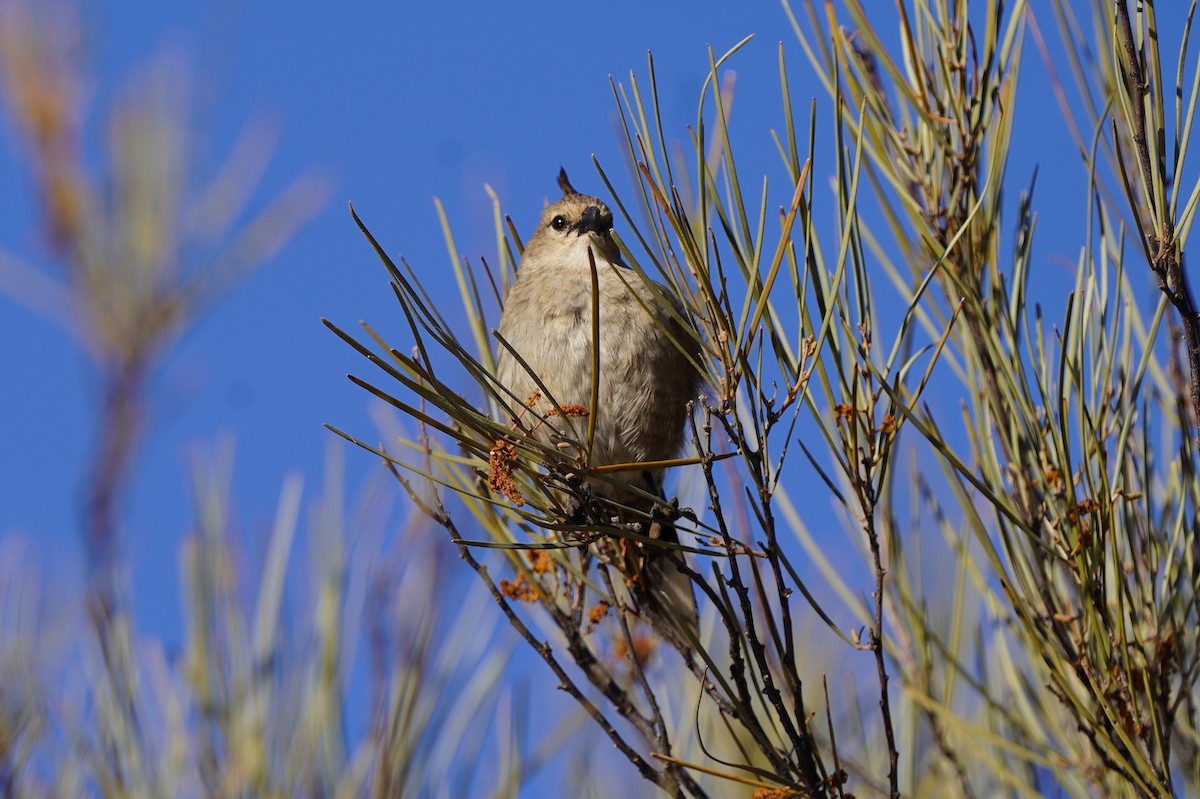 Chirruping Wedgebill - ML620464565