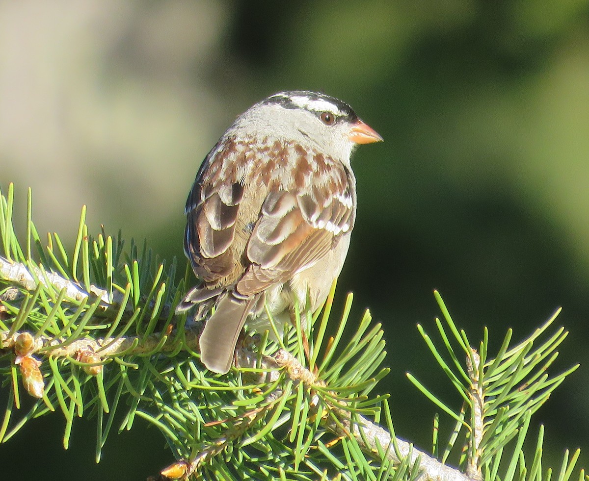 White-crowned Sparrow - Becky Laboy