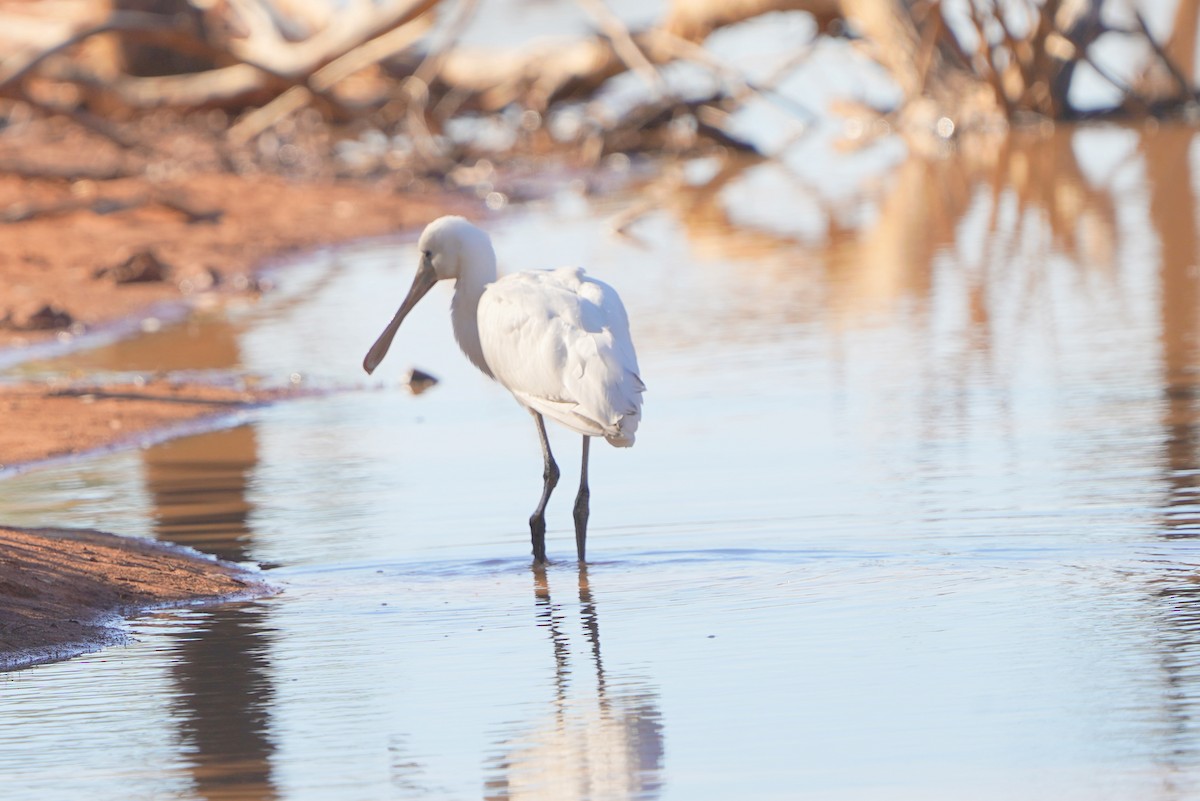 Yellow-billed Spoonbill - ML620464569