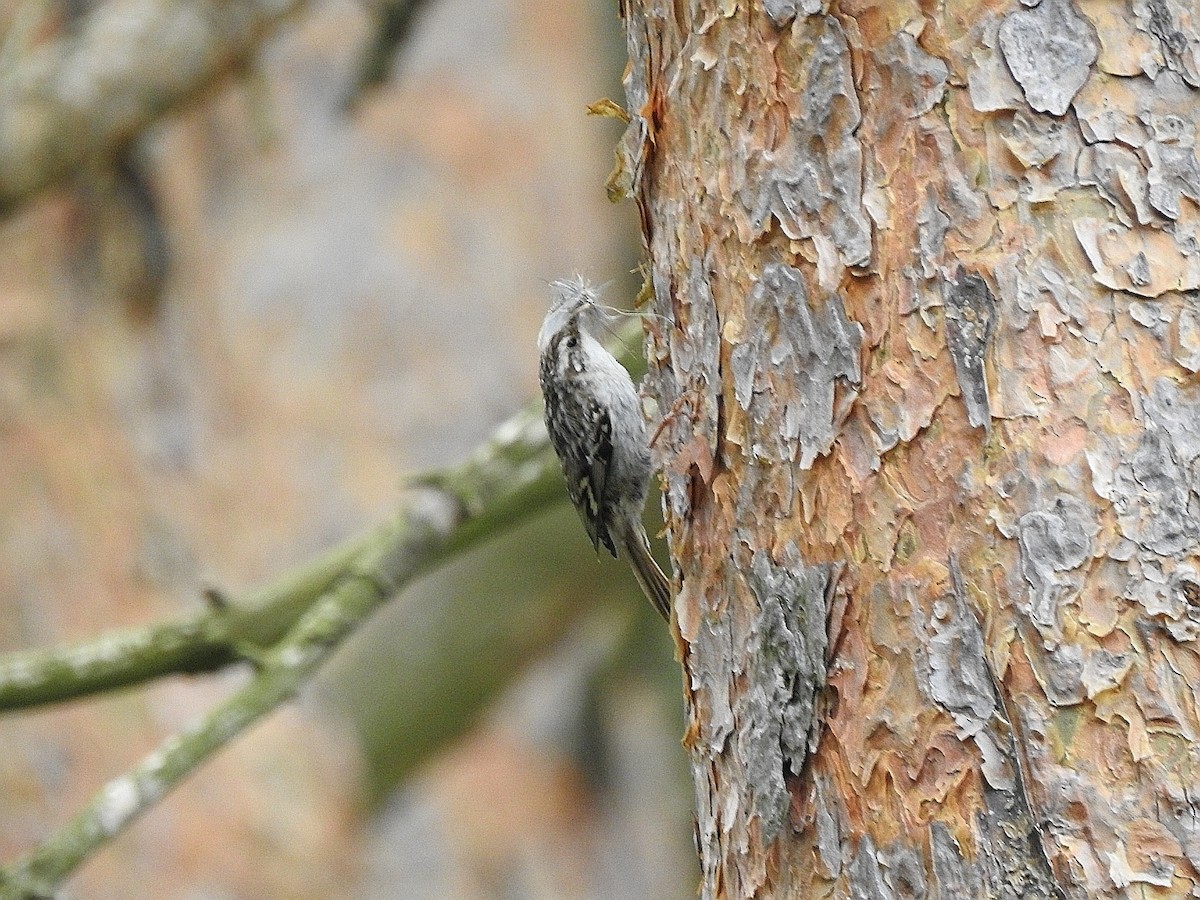 Short-toed Treecreeper - ML620464571