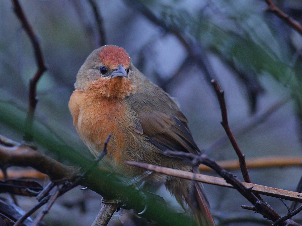 Orange-breasted Thornbird - ML620464572