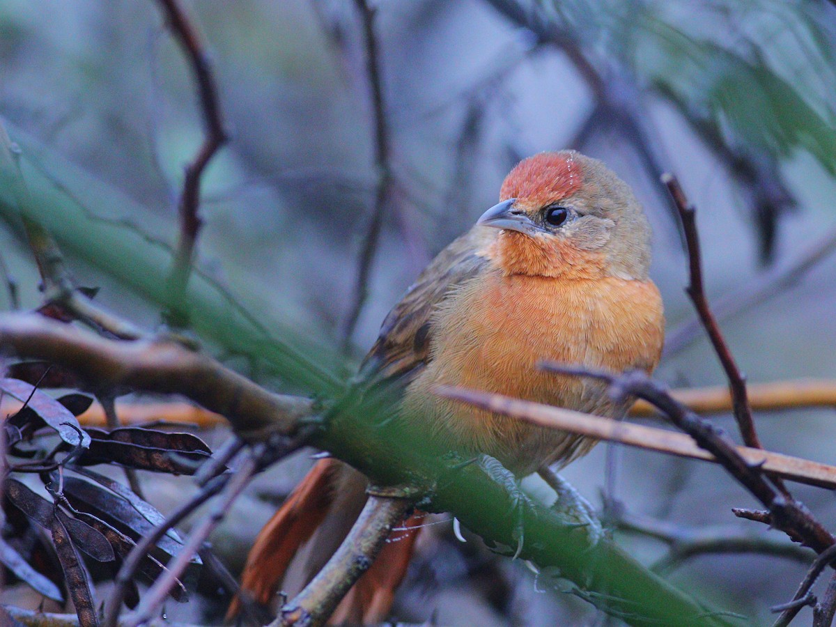 Orange-breasted Thornbird - ML620464573