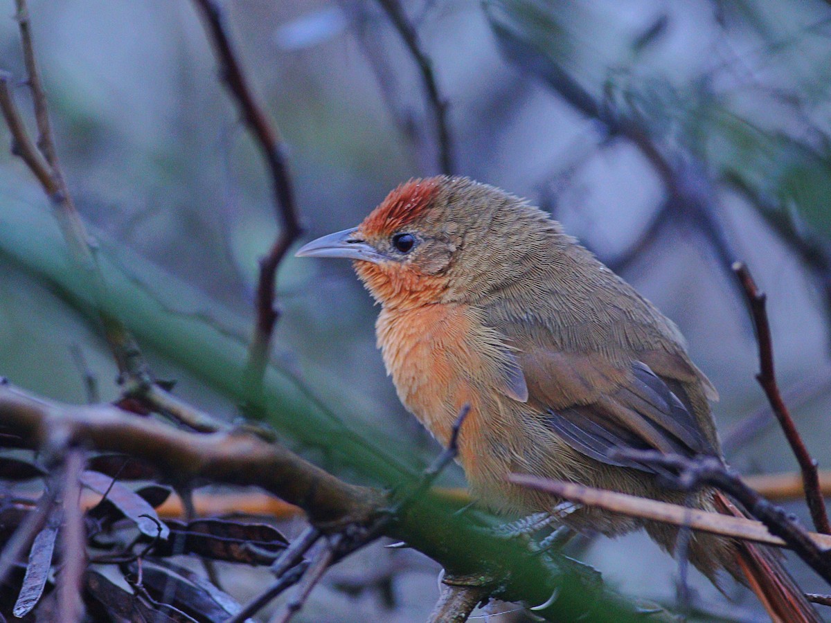 ノドアカアレチカマドドリ - ML620464574