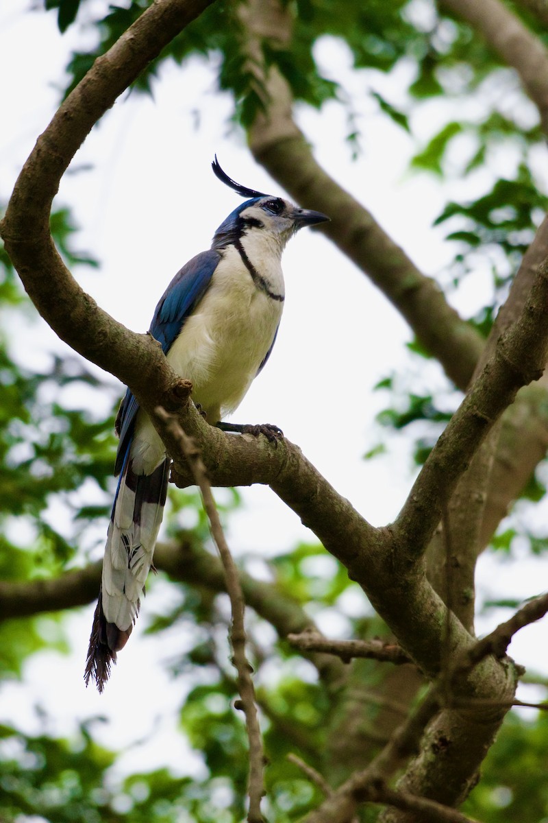 White-throated Magpie-Jay - ML620464575