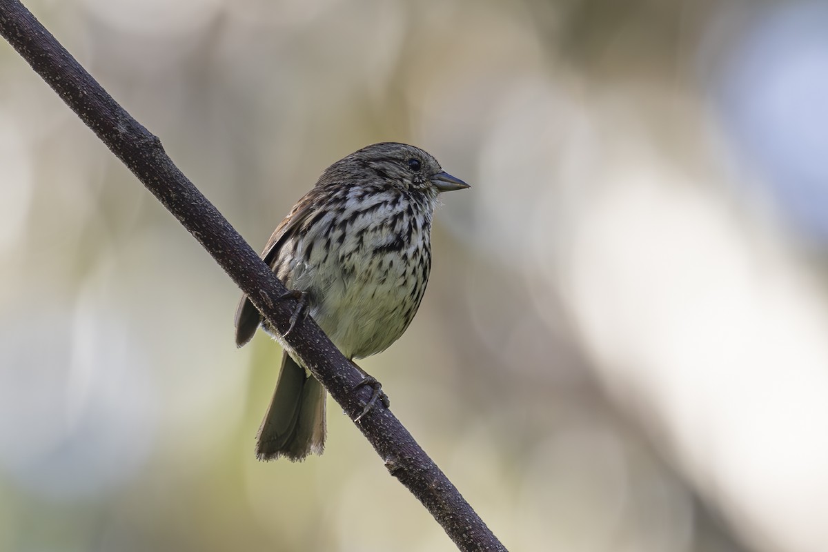 Song Sparrow - ML620464577