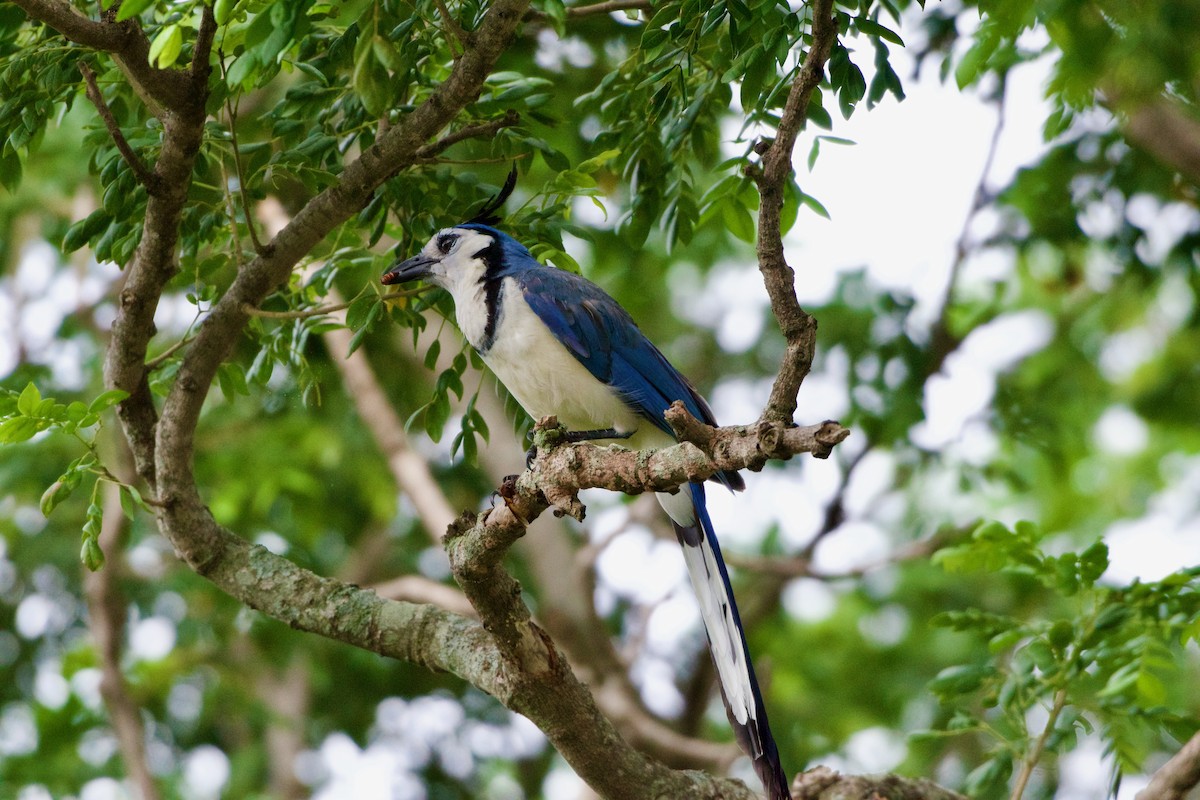 White-throated Magpie-Jay - ML620464582