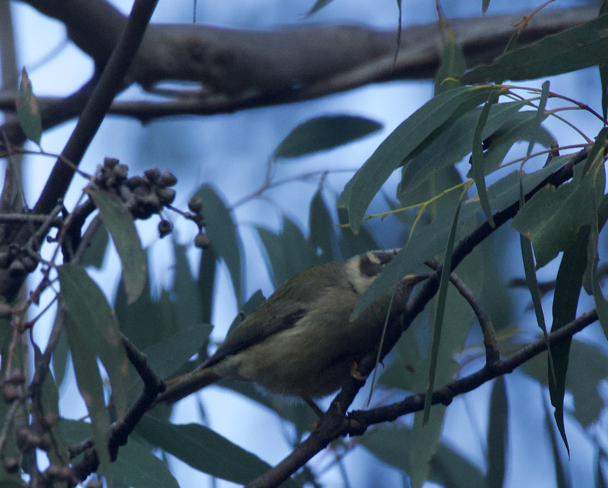 Brown-headed Honeyeater - ML620464587