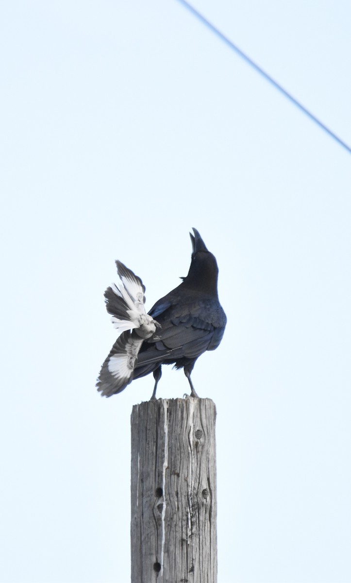 Northern Mockingbird - ML620464588