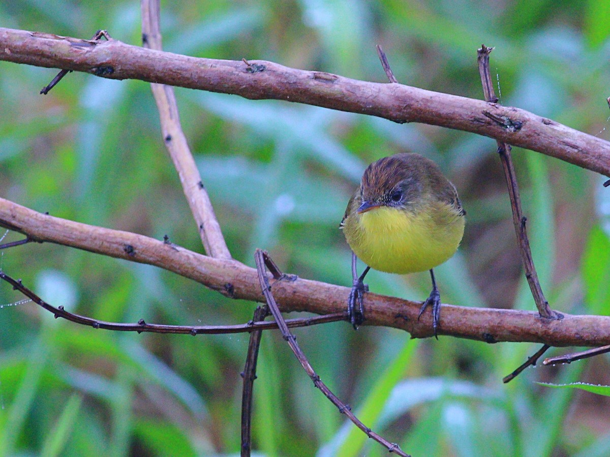 Warbling Doradito - ML620464589