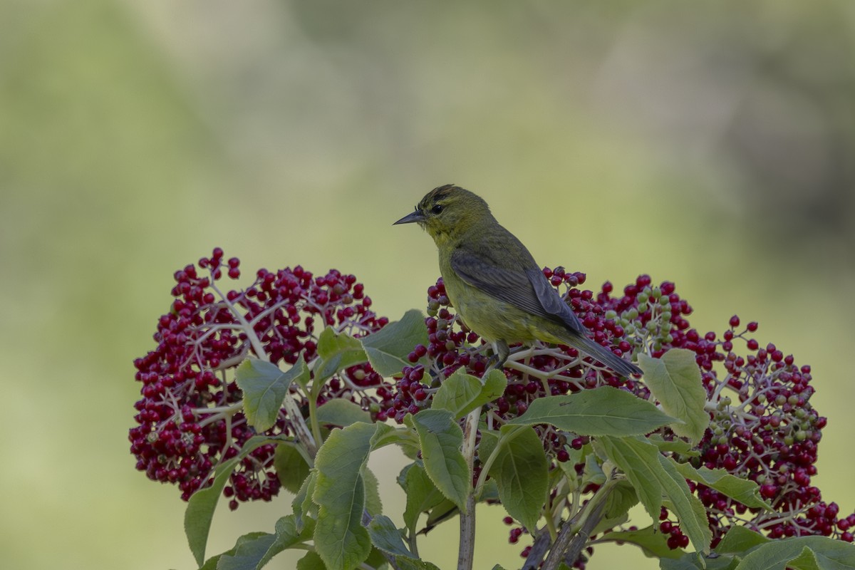 Orange-crowned Warbler - Loni Ye