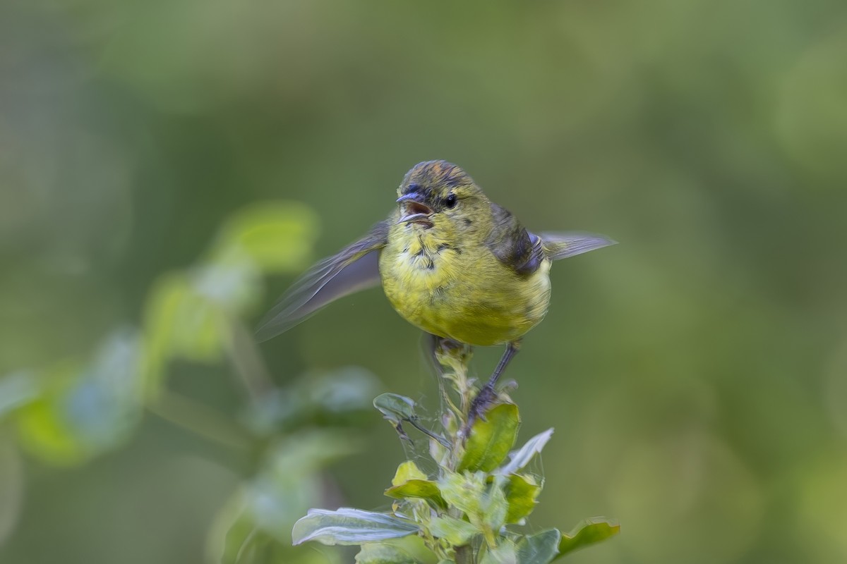 Orange-crowned Warbler - ML620464592