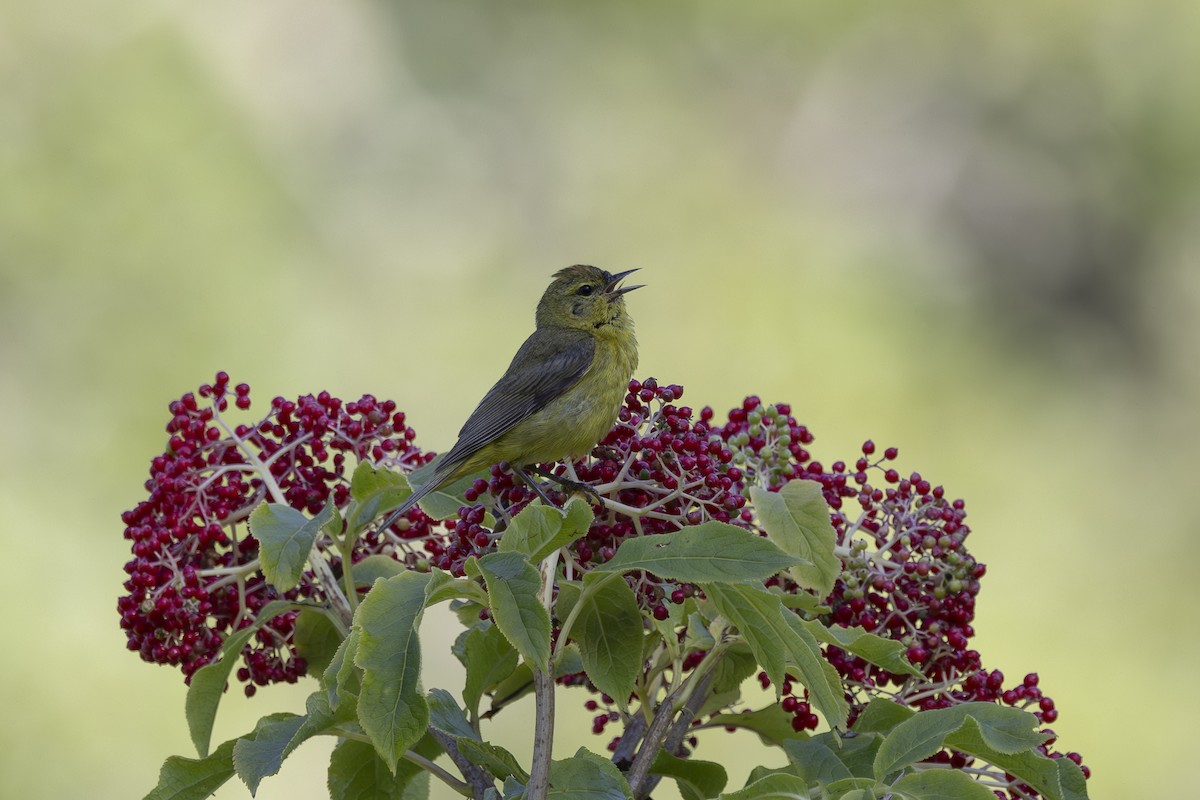 Orange-crowned Warbler - ML620464595