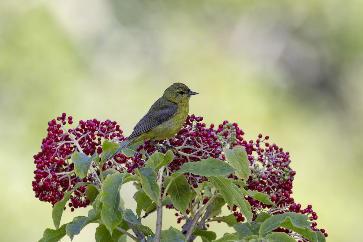 Orange-crowned Warbler - Loni Ye