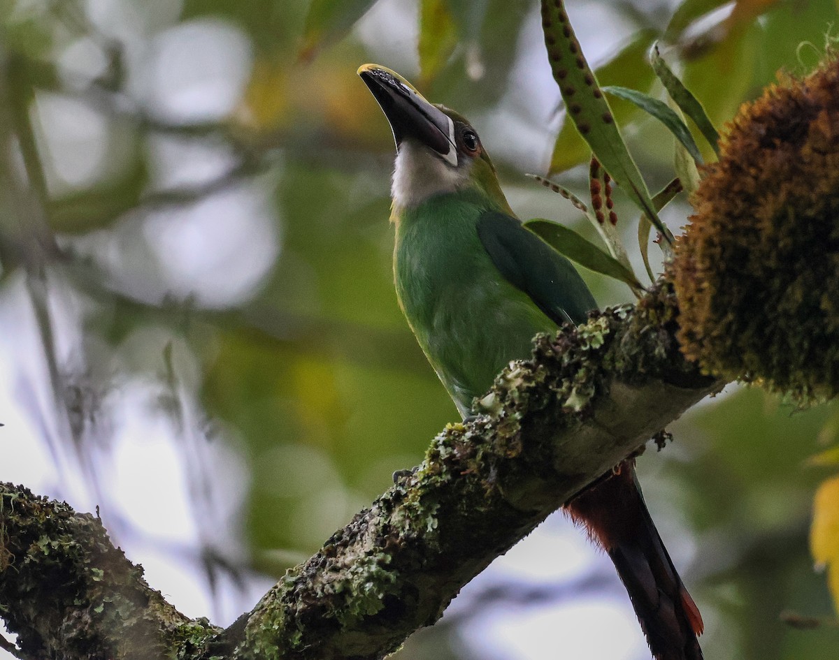 Toucanet à gorge blanche - ML620464599