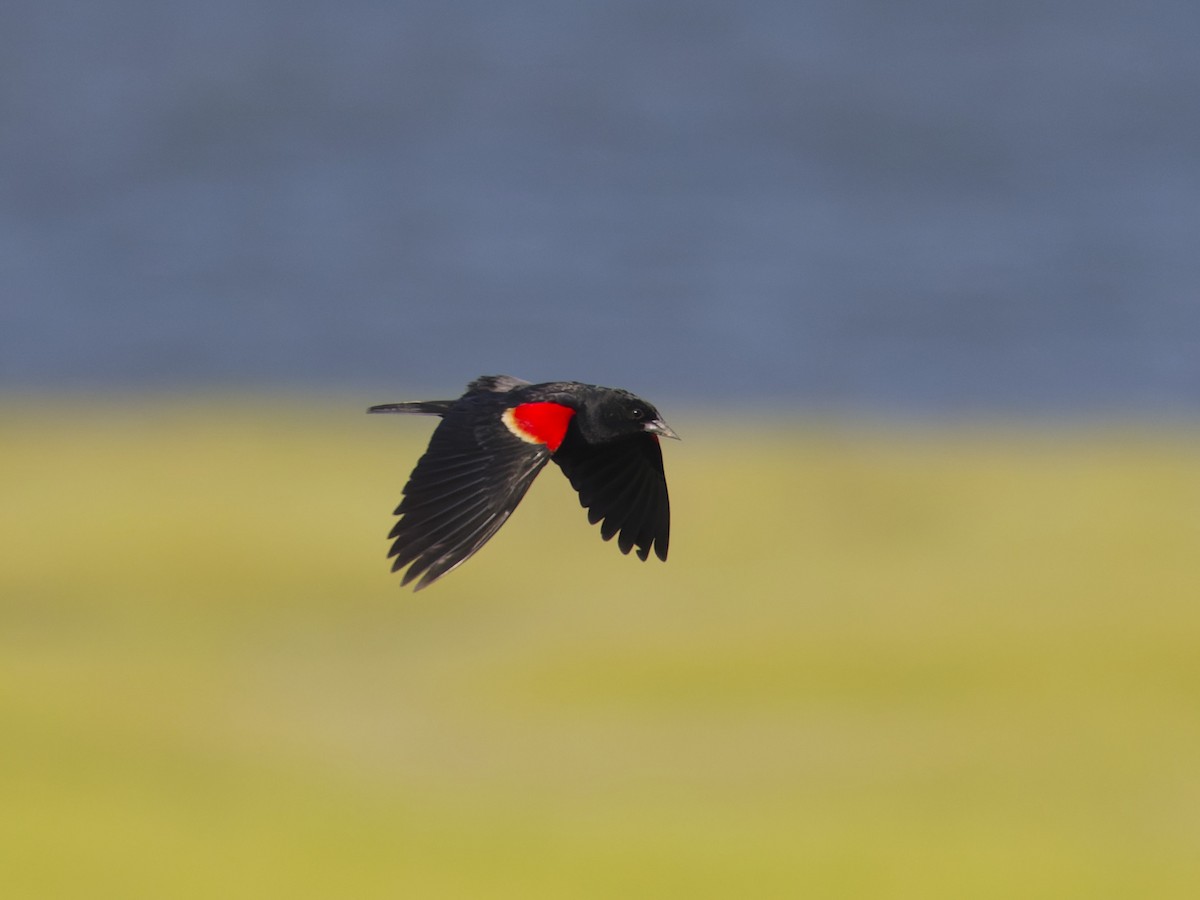 Red-winged Blackbird - ML620464606