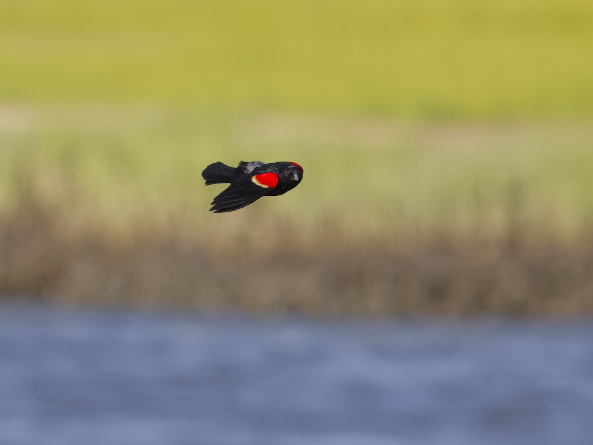 Red-winged Blackbird - ML620464607