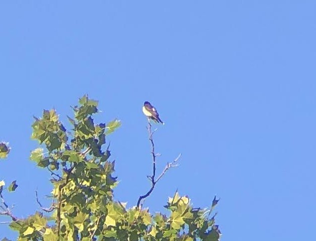 Eastern Kingbird - ML620464608