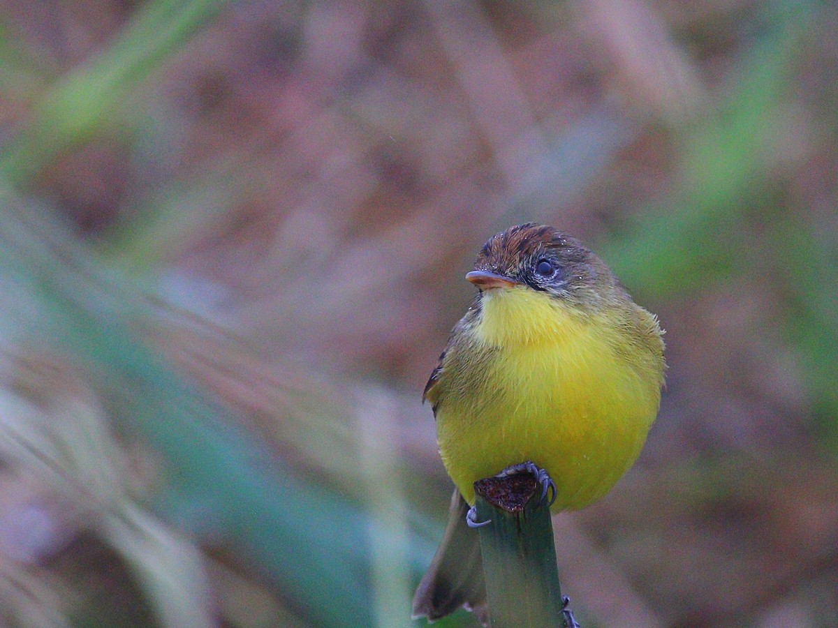 Warbling Doradito - ML620464611