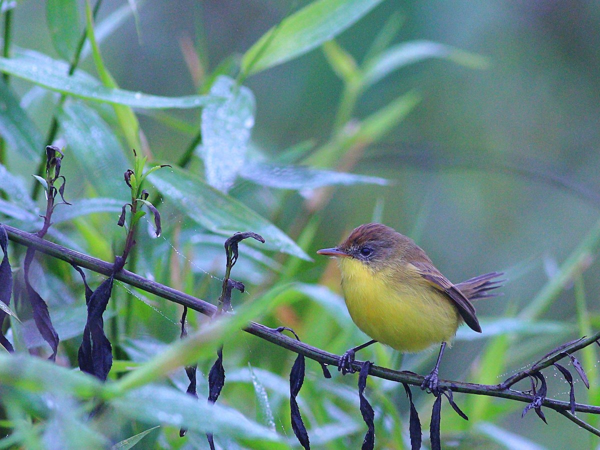 Warbling Doradito - ML620464612