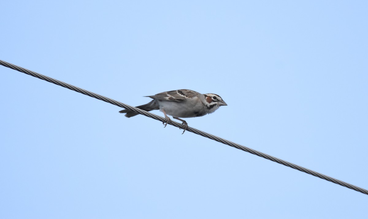 Lark Sparrow - ML620464613