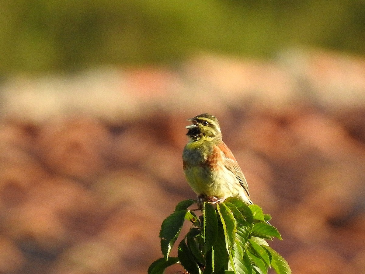 Cirl Bunting - Carmelo García Del Rey