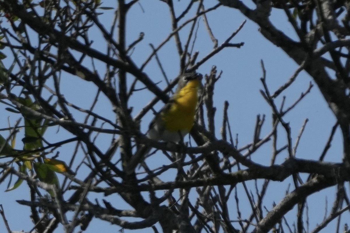 Yellow-breasted Chat - ML620464631