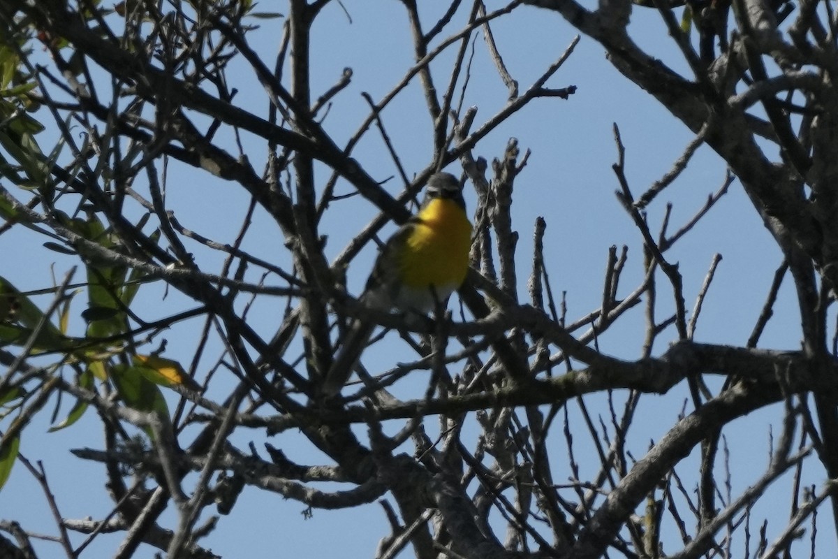 Yellow-breasted Chat - ML620464632