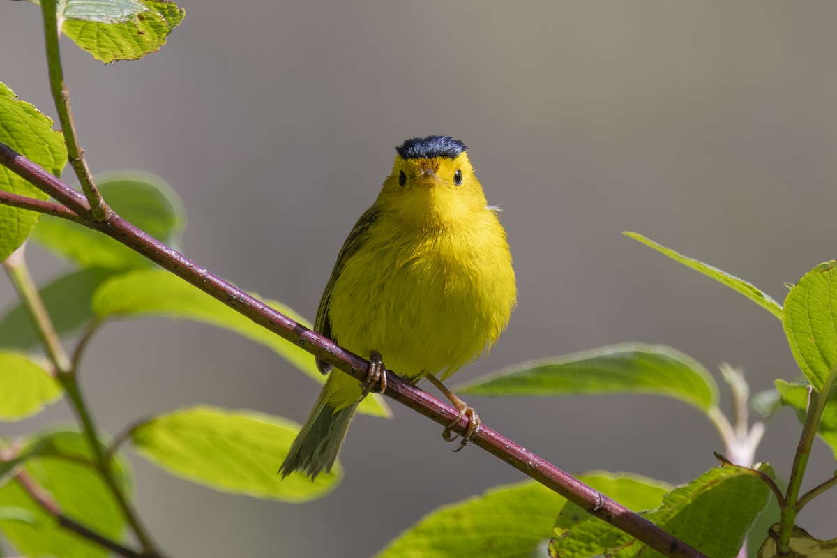 Wilson's Warbler - ML620464635