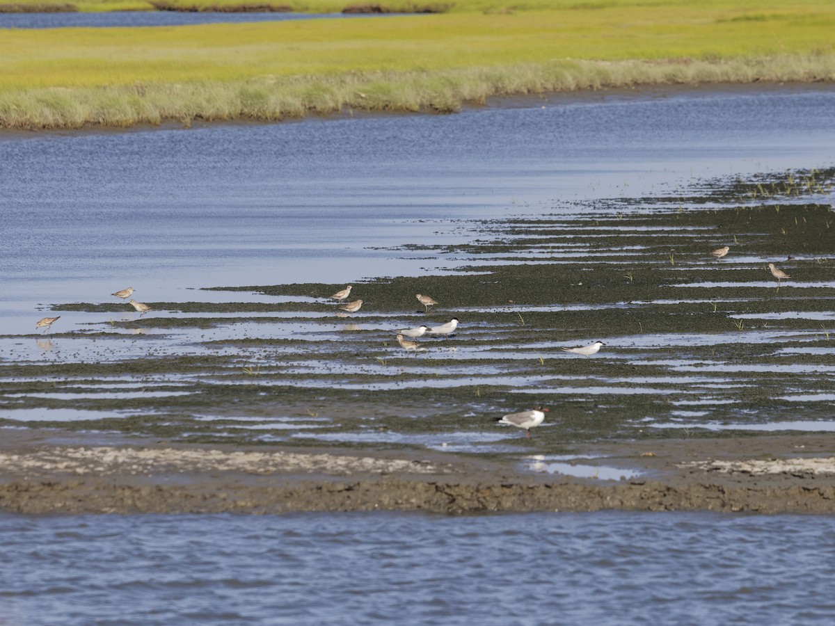 Gull-billed Tern - ML620464642