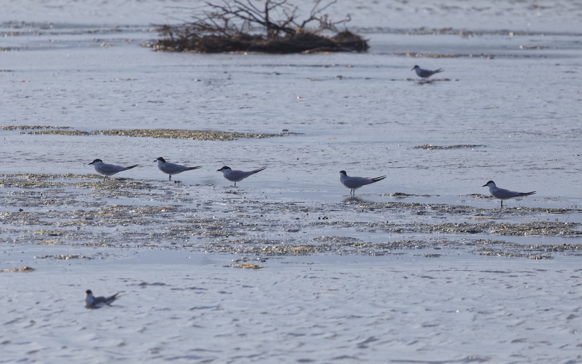 Gull-billed Tern - ML620464644