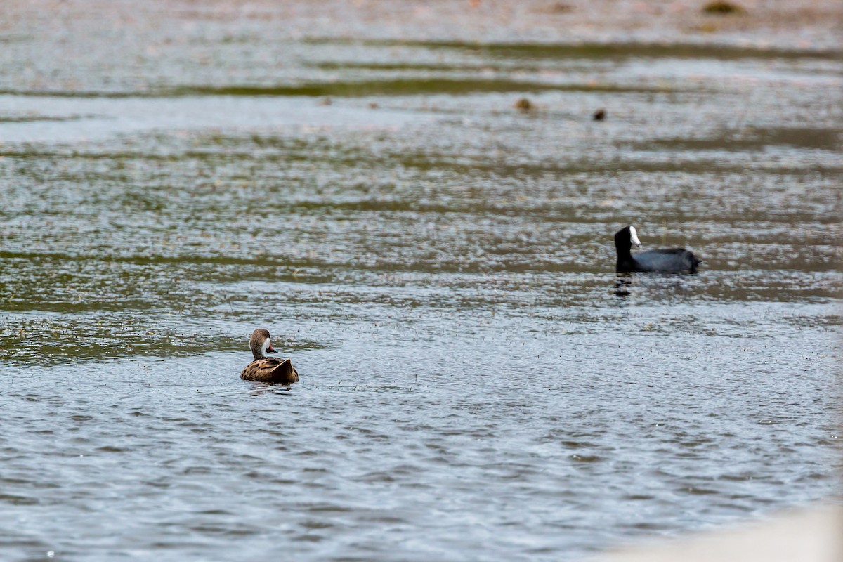 White-cheeked Pintail - ML620464645